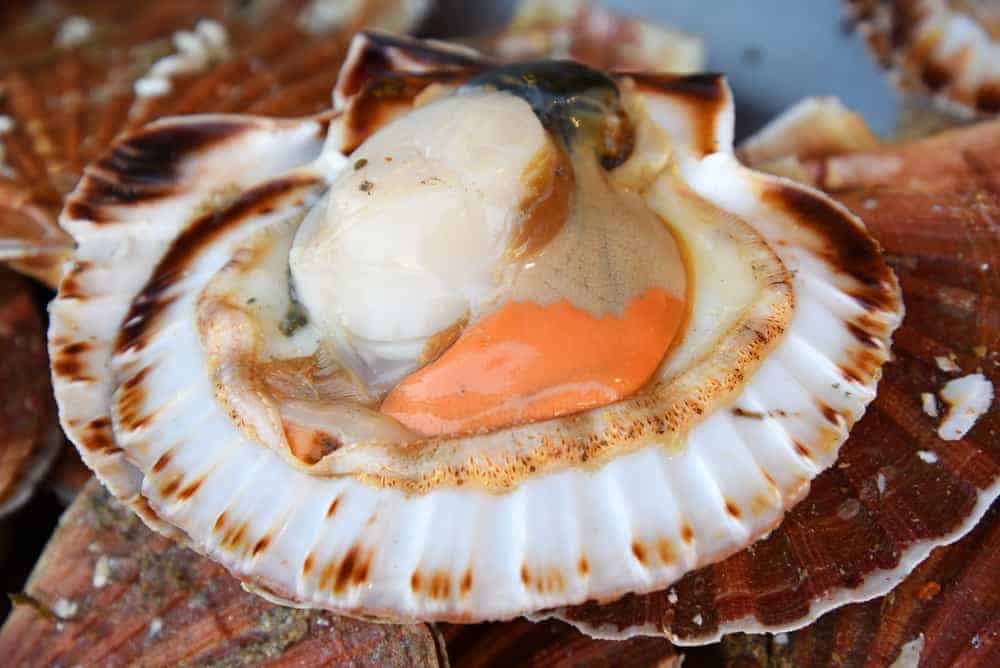how-to-defrost-scallops