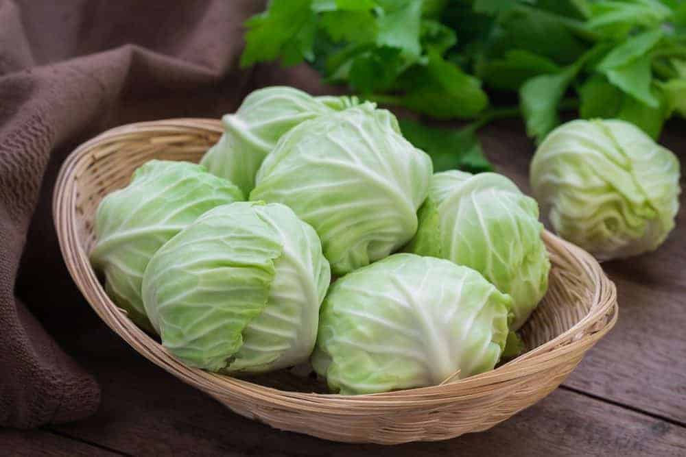 substitute for celery-fennel stalk-jicama-cardoon-cabbage