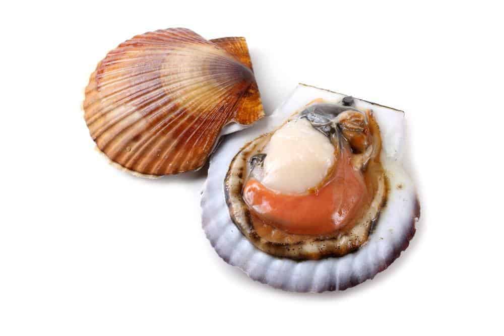 how-to-defrost-scallops