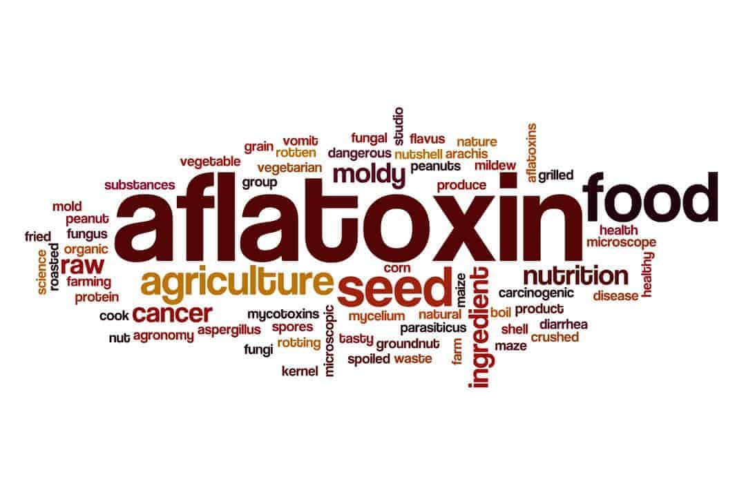 The Question Of Aflatoxin