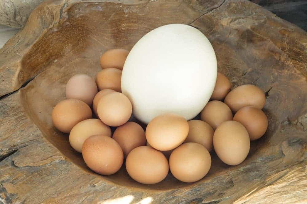 Ostrich Egg Nutrition Facts Besto Blog