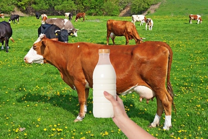 Cow's milk