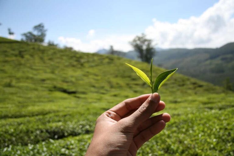 How Long Do Tea Leaves Last? Info and Tips