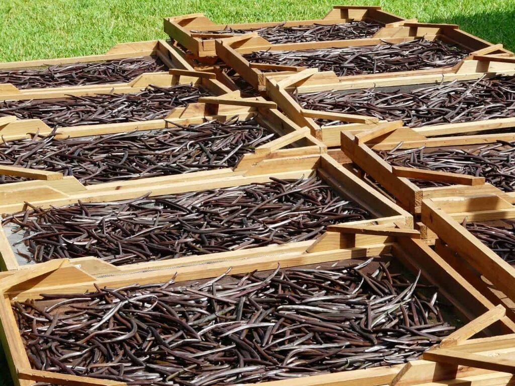 How to tell if vanilla beans are bad
