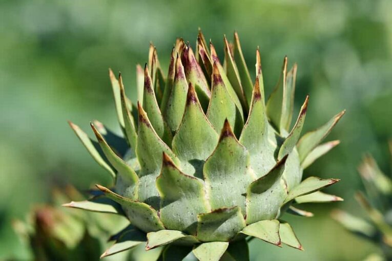 How Long Do Artichokes Last In The Fridge? Facts and Storage Tips